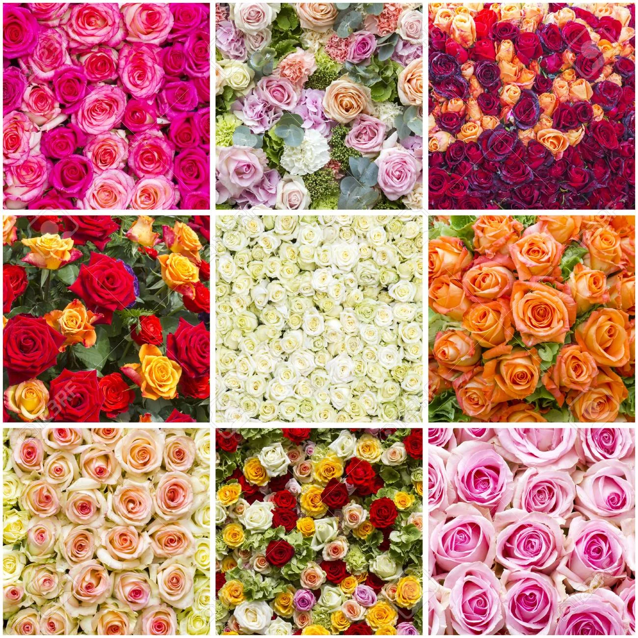 Rose Plants
